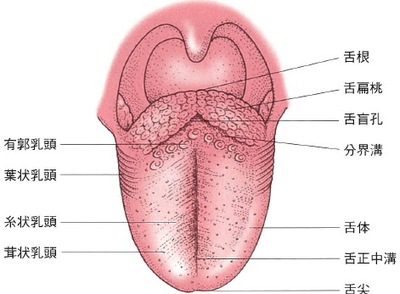 舌の構造.jpg